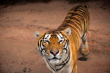 La Chine compte aussi quelque 200 élevages de tigres de Sibérie, qui font polémique. Ils sont considérés comme de vulgaires fermes à tigres, attirant chaque année des milliers de visiteurs.