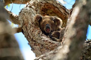 Un koala dormant dans un arbre au sein du Coombabah Lake Conservation Park, en Australie. 