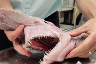 Un requin préhistorique pêché en Australie - Animal Story
