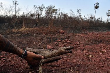 Dans le Parc naturel de Otuquis, plus de 160.000 hectares ont été réduits en cendres, emportant tout un écosystème. Troncs calcinés à perte de vue, terres noircies, et sur le sol des cadavres de mammifères, de reptiles, des coquilles d&#039;escargots géants brulées par les flammes. 
