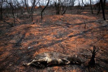 Dans le Parc naturel de Otuquis, plus de 160.000 hectares ont été réduits en cendres, emportant tout un écosystème. Troncs calcinés à perte de vue, terres noircies, et sur le sol des cadavres de mammifères, de reptiles, des coquilles d&#039;escargots géants brulées par les flammes. 