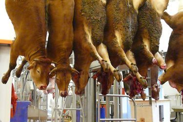 L&#039;agonie bovine dans un abattoir, quelque part en France