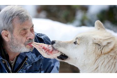 Le chercheur allemand Werner Freund nourrit un loup arctique dans le lieu qu'il leur a dédié, à Merzig.
