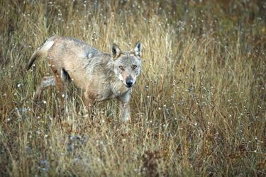 Fabien Bruggmann a passé 14 mois à photographier les loups dans le parc national des Abruzzes.