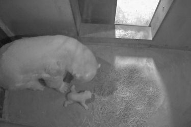 Flocke et son petit ourson né en novembre dernier. 