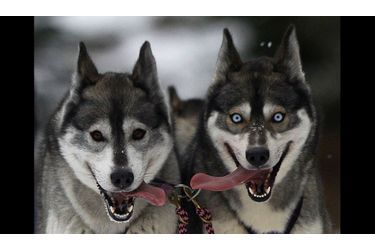 Des Huskies lors d'un entrainement à Aviemore, en Écosse. Le "Siberian Husky Club" de Grande-Bretagne tiendra son rassemblement annuel de traîneaux à chiens ce week-end.