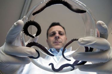 Le biologiste Franck Zal et son ver Arenicola ­marina.