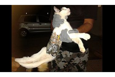 Un chat a été arrêté ce weekend au Brésil pour... trafic. Le félin a été surpris par des gardes de la prison d'Arapiraca, enrobé de scotch. Etaient collés à corps plusieurs objets interdits, dont un téléphone portable et un chargeur