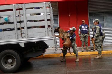 Frida et les chiens secouristes, héros de Mexico.