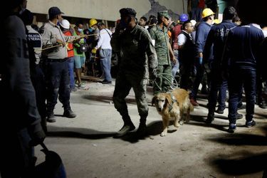 Frida et les chiens secouristes, héros de Mexico.