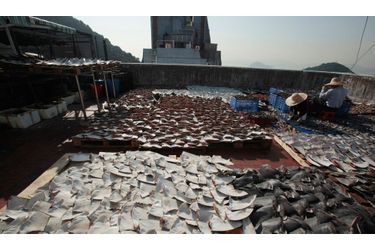 Sur un toit d'usine, à Hong Kong, des marchands vendent de grandes quantités d'ailerons de requins. Si la demande pour ce produit de luxe a baissé ces dernières années en raison des campagnes dénonçant les dangers que cette pêche fait peser sur les populations de requins, sa vente est toujours autorisée dans la ville que certains surnomment la «capitale de l'aileron de requin».