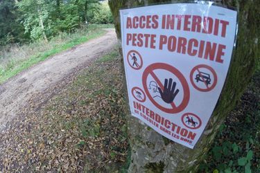A Étalle, en Belgique, où plusieurs cas de peste porcine ont été détectés.
