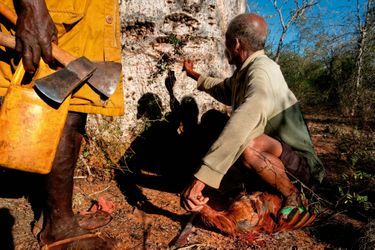 L’heure du sacrifice. Avant d’être un moyen de stockage, le baobab est un lieu de culte où les guérisseurs invoquent les esprits.