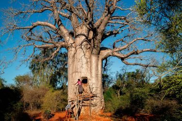 Chaque baobab-citerne porte un nom. Celui-ci s’appelle Malaindrano, « Celui qui déteste l’eau » : il est si gros qu’il semble impossible à remplir.