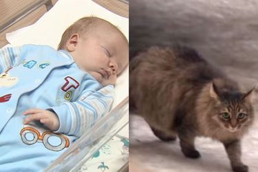 Le bébé abandonné a été sauvé par le chat errant.