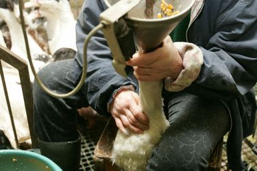 Une fermière gave une oie dans un élevage du sud de la France (image d'illustration).