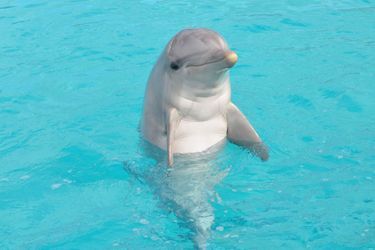 Aïcko le dauphin est mort dimanche dernier. 