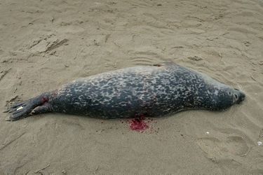 Un veau marin retrouvé mort dans la baie de Canche, dans le Pas-de-Calais. Le trou sur son dos pourrait avoir été causé par les gaffes utilisées par les marins. 