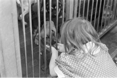Une petite fille caresse un chien à travers la grille de la cage, en juillet 1980.