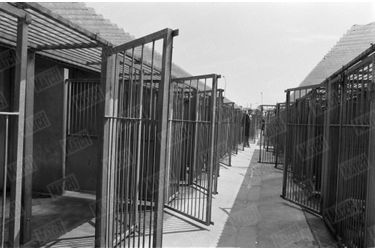 Les cages du refuge SPA Grammont de Gennevilliers, en 1980.