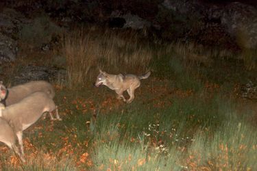 Une photo du loup en train de courser deux brebis dans la nuit sur le plateau lozérois. 