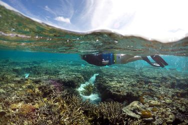 Un touriste plongeant sur l&#039;île Lady Elliot, en juin 2016.