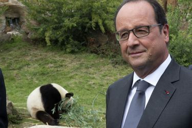 François Hollande parmi les pandas de Beauval 