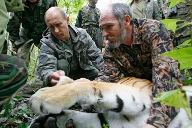 En 2008, Vladimir Poutine observe la pause d&#039;un collier GPS sur un tigre de Sibérie anesthésié. 