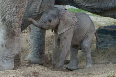 Cet éléphanteau est l’un des deux bébés nés grâce à du sperme congelé.