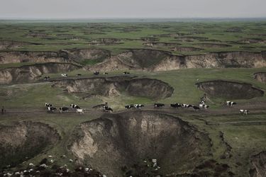 A Hulun Buir. Le bétail zigzague entre les cratères d’une ancienne extraction de charbon à ciel ouvert.