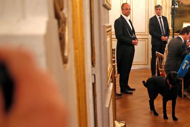 Nemo, le chien d&#039;Emmanuel et Brigitte Macron, lors du séminaire gouvernemental. 