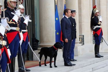 Emmanuel Macron avec son nouveau chien, lundi à l&#039;Elysée. 