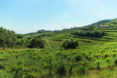 La vallée du Rhône a donné naissance à une multitude de vins blancs et rouges typés et très variés.