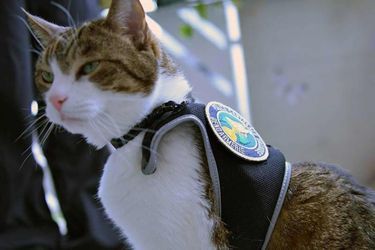 Les chats plutôt que des images des opérations de police à Munich.