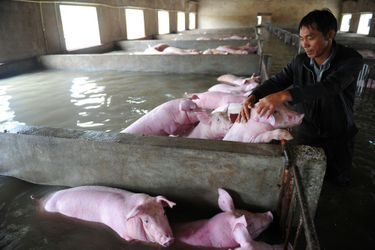 Des milliers de cochons ont été sauvés des inondations meurtrières en Chine