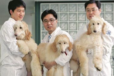 Les premières chiennes clonées tenues par trois des collègues de Hwang Woo-suk.