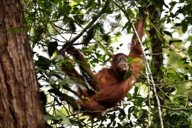 Des orangs-outans remis en liberté en Indonésie