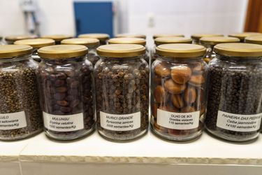 Dans le laboratoire de semences, une centaine  de variétés de graines  sont conservées.
