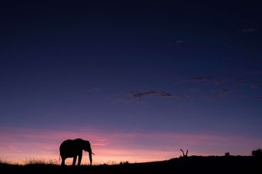 Ce 12 août marque la journée mondiale des éléphants, une espèce en danger