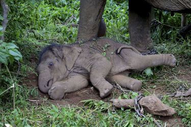 Ce 12 août marque la journée mondiale des éléphants, une espèce en danger