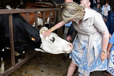 Une vache essaie de croquer les fleurs de la robe de la reine Mathilde de Belgique dans le Limbourg, le 13 juin 2019