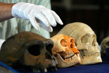 Le crâne de l'homme de Florès se trouve entre les deux autres.