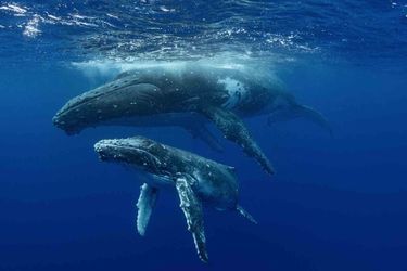 Des baleines à bosses.