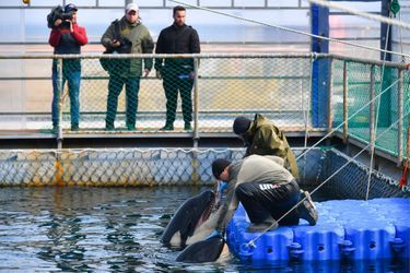 En 2018, l&#039;entreprise &quot;Biéli Kit&quot; a capturé 10 orques et 87 bélugas. Les animaux sont depuis entassés dans des bassins près du port de Nakhodka, en attendant d’être vendus à des aquariums.