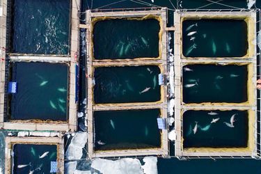 En 2018, l&#039;entreprise &quot;Biéli Kit&quot; a capturé 10 orques et 87 bélugas. Les animaux sont depuis entassés dans des bassins près du port de Nakhodka, en attendant d’être vendus à des aquariums.