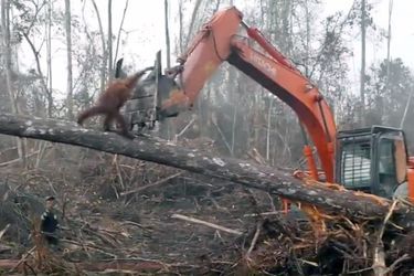 Un orang-outan s'en prend à un bulldozer qui déforeste un forêt à Bornéo, en Indonésie.