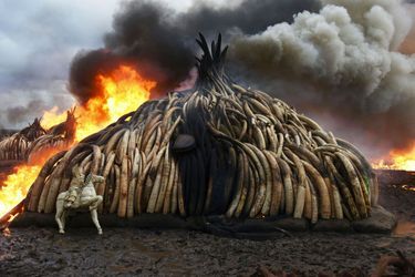 Le Kenya a mis le feu à 105 tonnes d&#039;ivoire, la plus grande quantité jamais détruite.