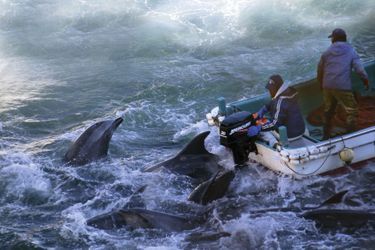 Baie de Taiji, le dernier regard d'un dauphin qui ne sait pas encore qu'il va mourir.