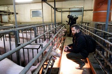William dans un élevage de porcs près de Rambouillet. A la « maternité », éclairée nuit et jour, les futures mères sont coincées dans de minuscules cages.