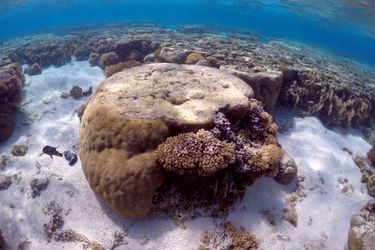 La Grande barrière australienne a subi une hécatombe &quot;catastrophique&quot; de ses coraux. 